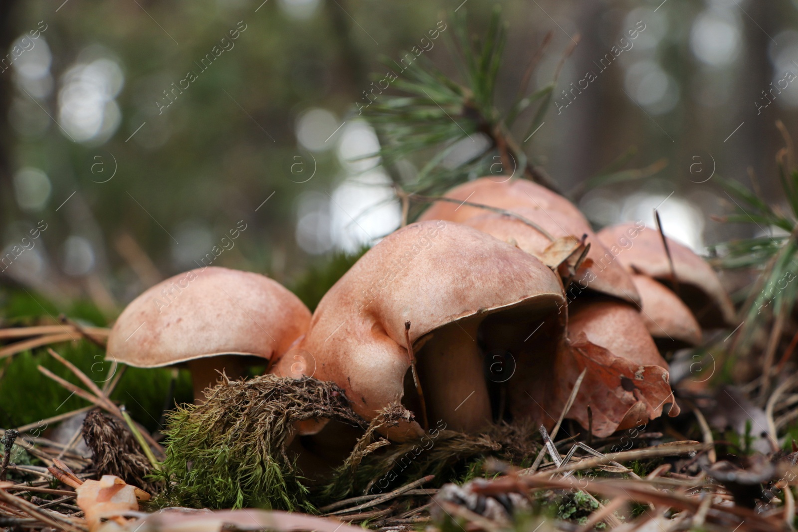 Photo of Beautiful small mushrooms growing in ground outdoors, closeup