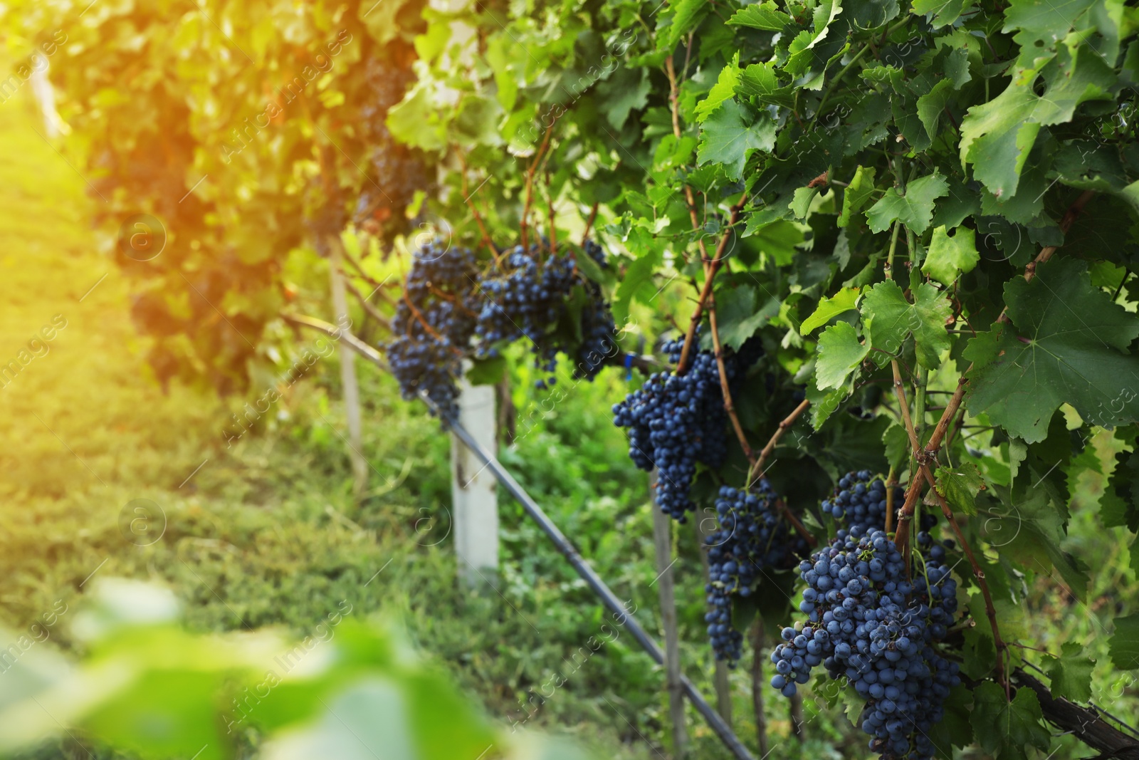 Photo of Delicious ripe grapes in vineyard. Harvest season