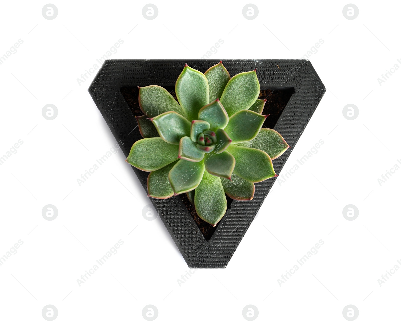 Photo of Beautiful succulent plant in stylish flowerpot isolated on white, top view. Home decor