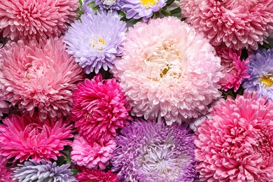 Photo of Beautiful aster flowers as background, closeup view