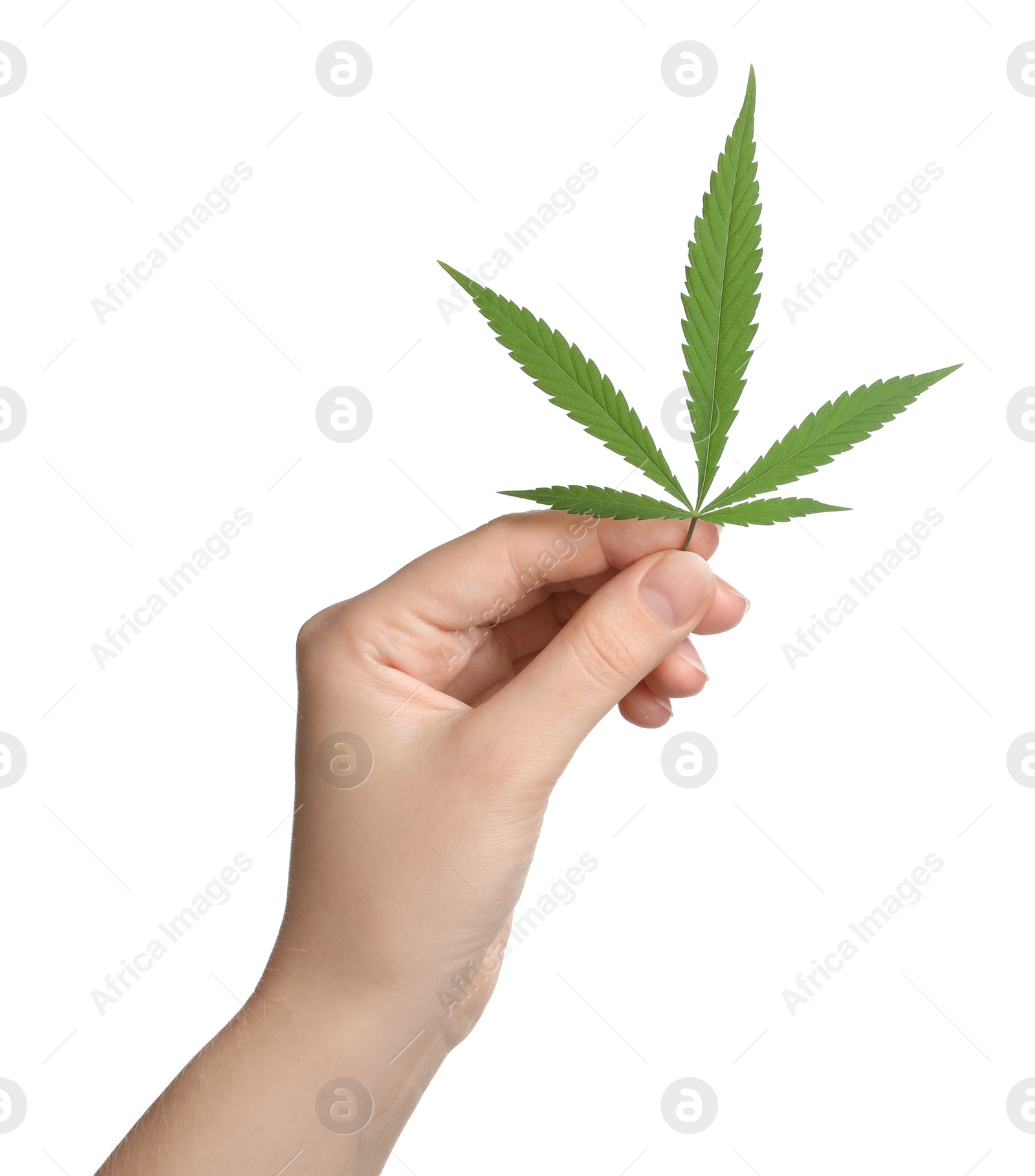 Photo of Woman holding hemp leaf on white background, closeup