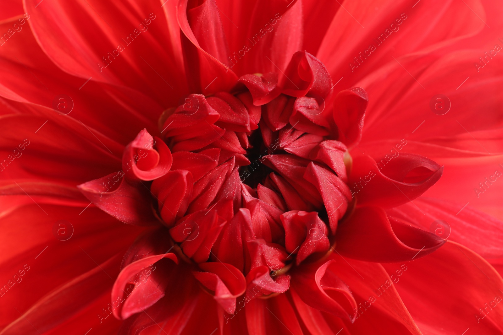 Photo of Beautiful red dahlia flower, closeup view. Floral decoration