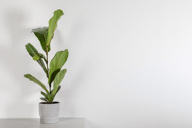 Photo of Beautiful ficus plant in pot on white table indoors, space for text. House decor