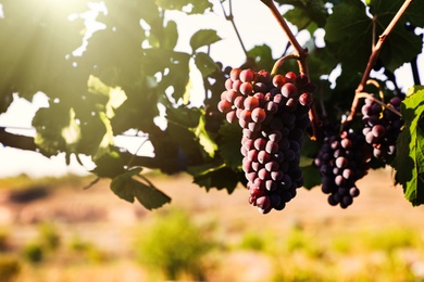 Photo of Delicious ripe grapes in vineyard. Harvest season