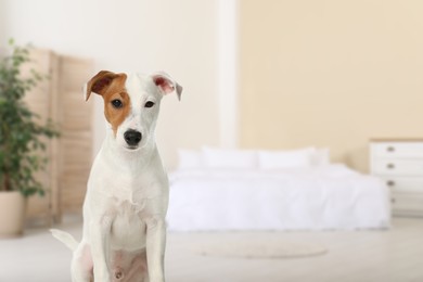 Cute dog in bedroom, space for text. Pet friendly hotel