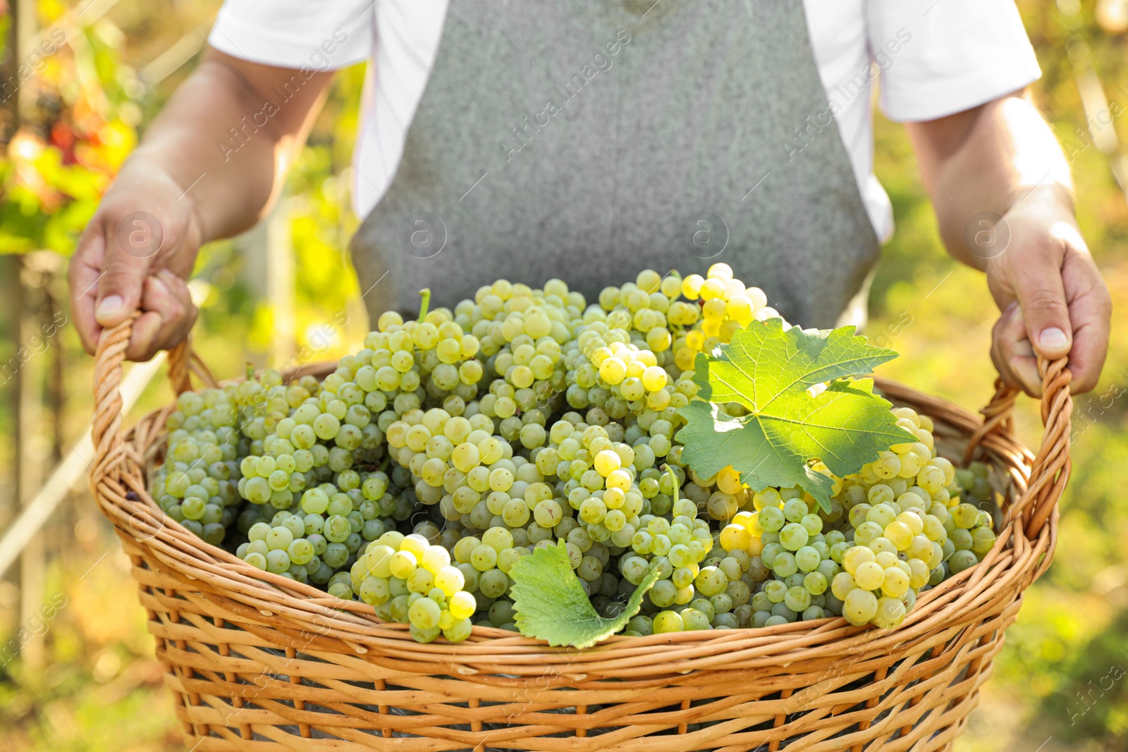 Photo of Man holding basket with fresh ripe grapes in vineyard, closeup