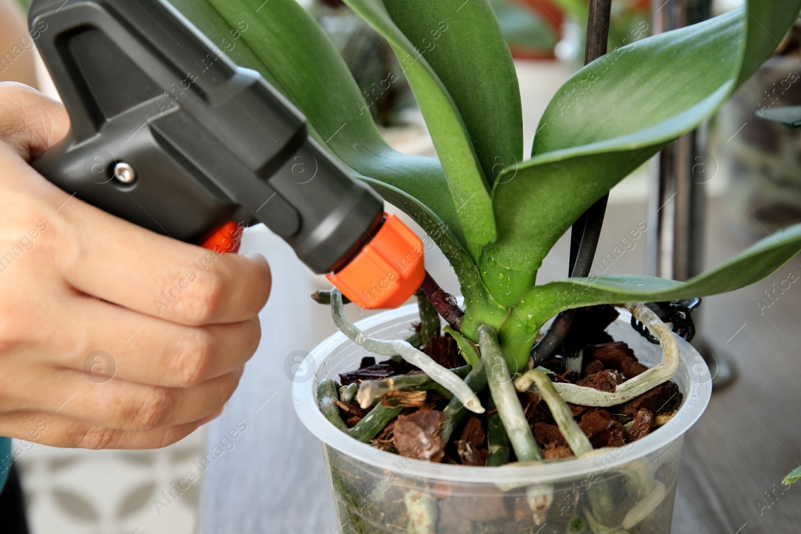 Photo of Woman spraying orchid plant on window sill, closeup