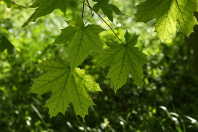 Beautiful maple tree with green leaves outdoors, closeup