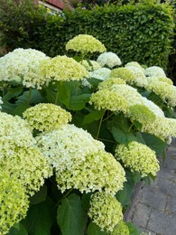 Photo of Beautiful hydrangea with blooming white flowers growing outdoors