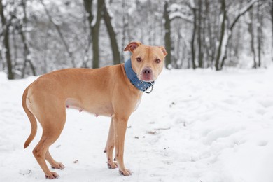 Photo of Cute ginger dog in snowy park, space for text