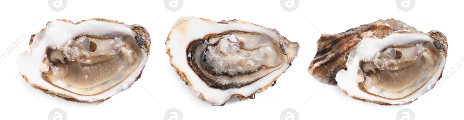 Image of Set with fresh raw oysters on white background. Banner design