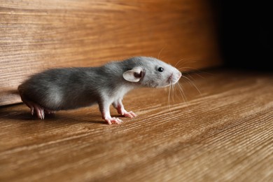 Photo of Small grey rat near wooden wall on floor