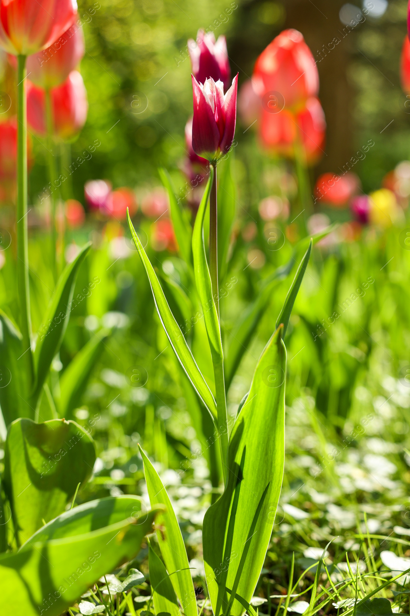 Photo of Beautiful bright tulips growing outdoors on sunny day, closeup