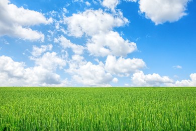 Image of Beautiful green field under blue sky with clouds