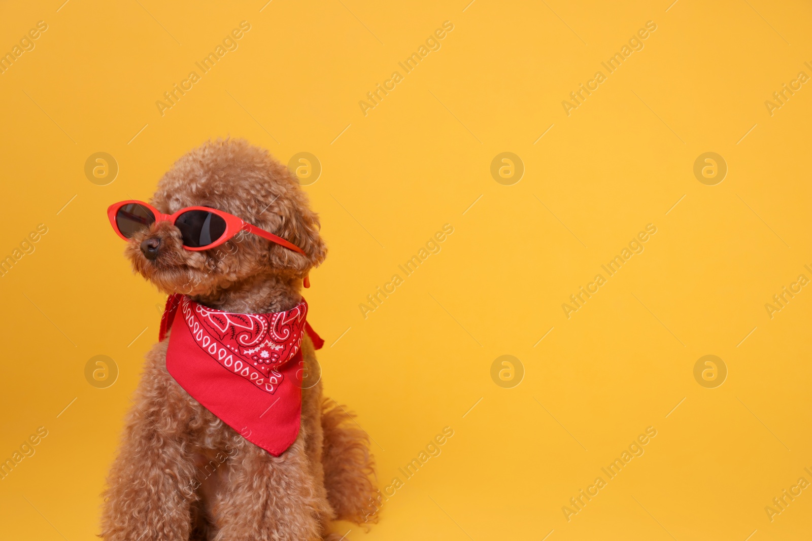 Photo of Cute Maltipoo dog with bandana and sunglasses on orange background. Space for text