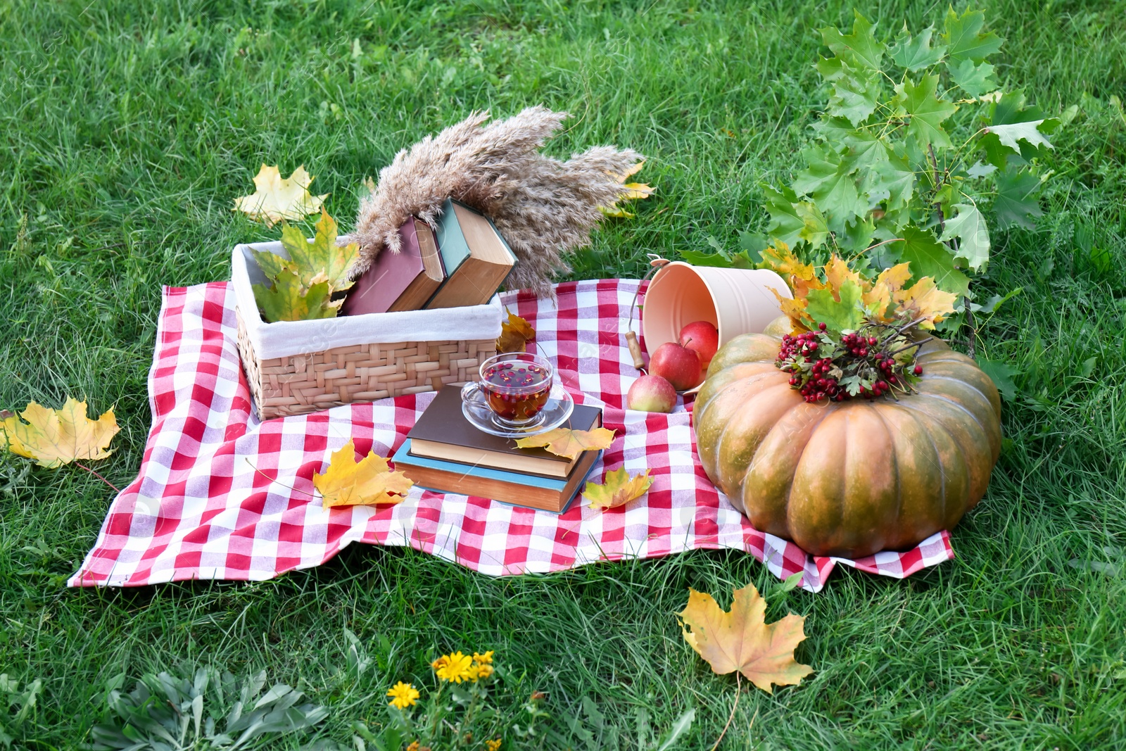 Photo of Books, cup of tea and pumpkin on plaid outdoors. Autumn atmosphere