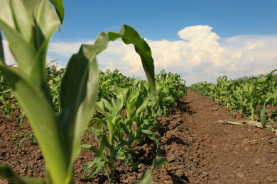 Photo of Beautiful view of corn field. Agriculture industry