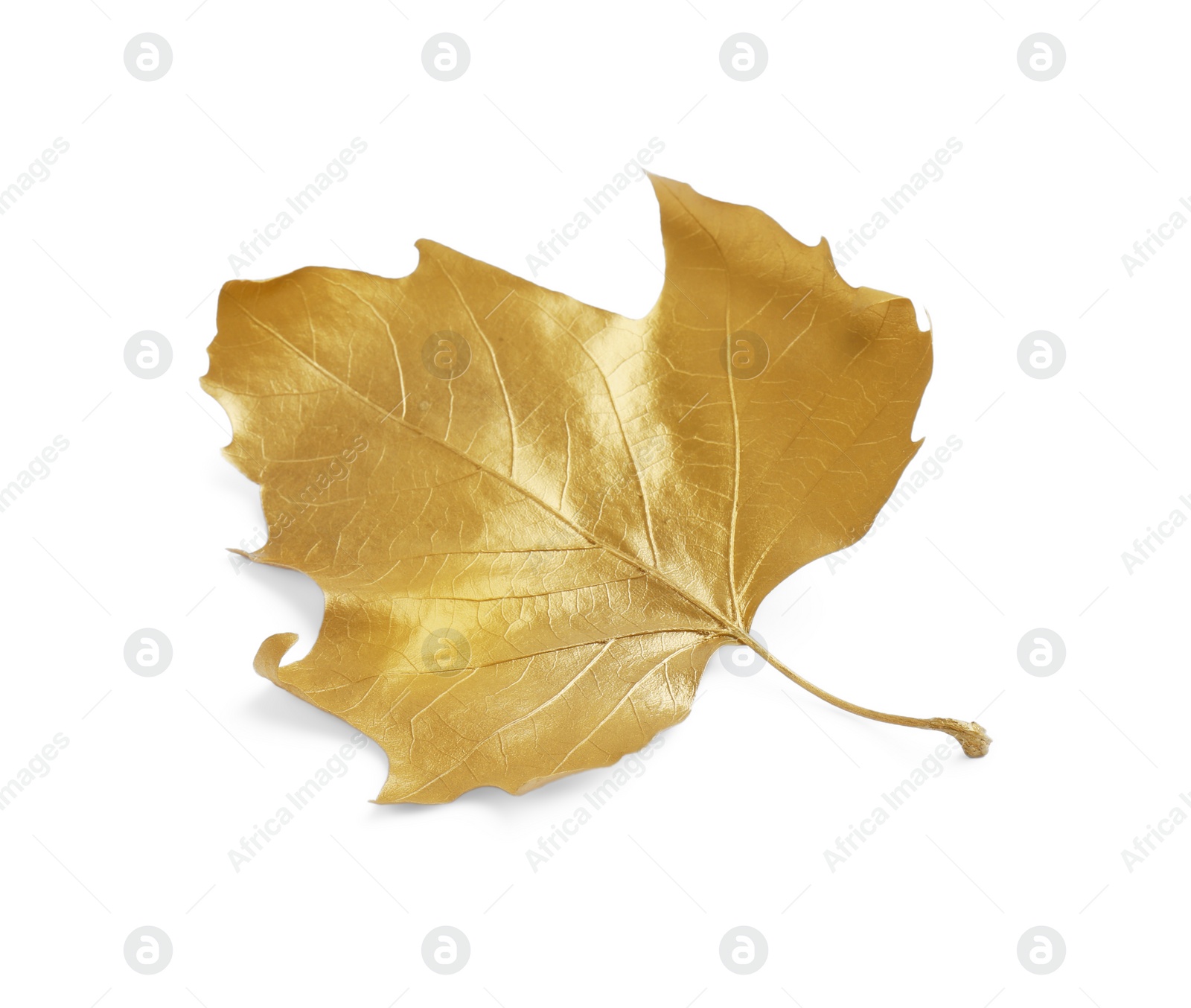 Photo of One golden maple leaf isolated on white. Autumn season