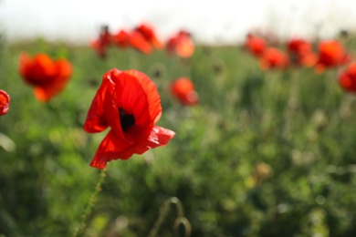 Photo of Beautiful blooming poppy flower in field on spring day, space for text