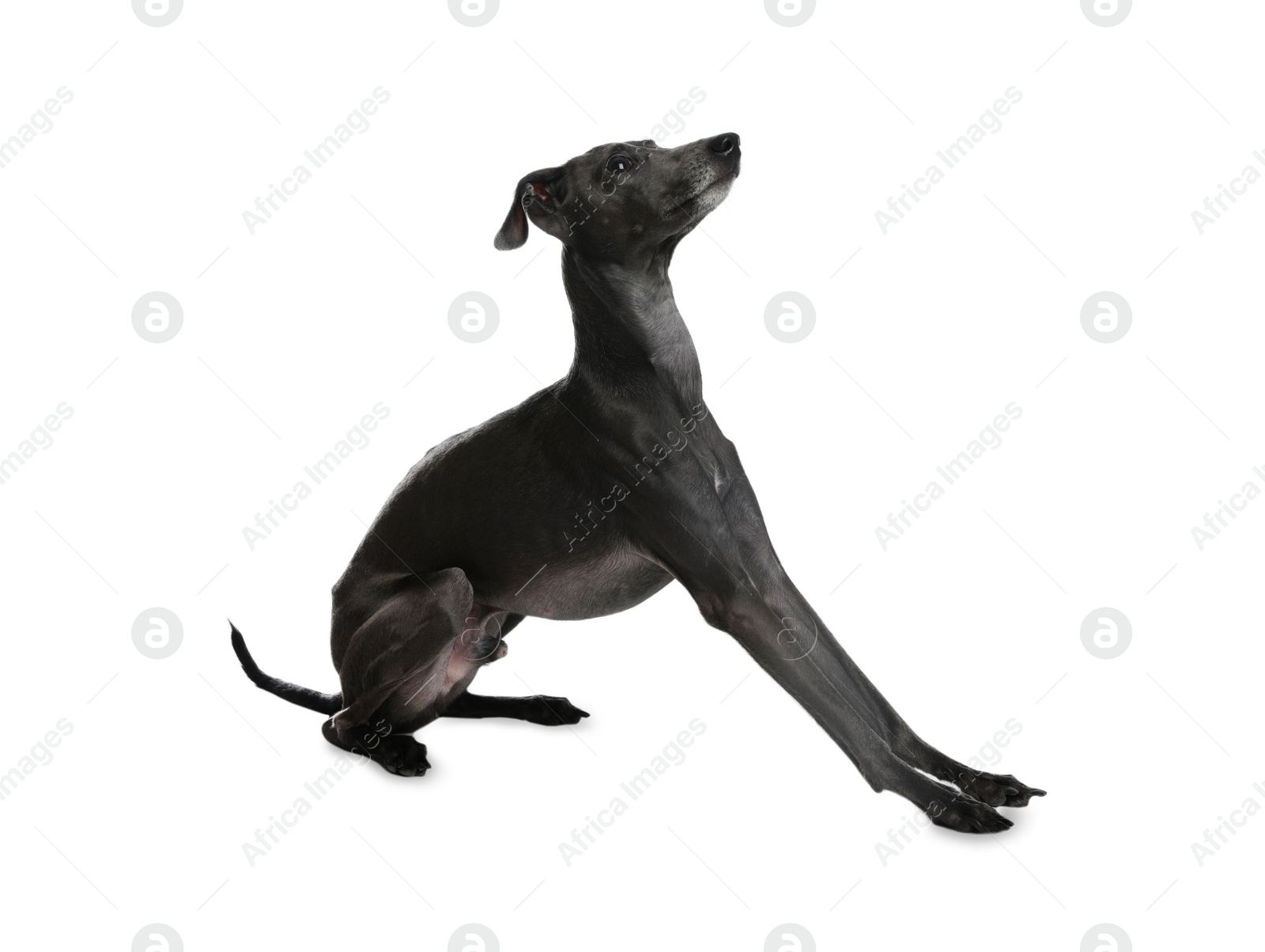 Photo of Cute Italian Greyhound dog on white background