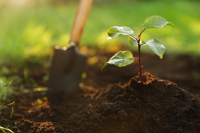Seedling growing in fresh soil on sunny day outdoors, closeup. Planting tree