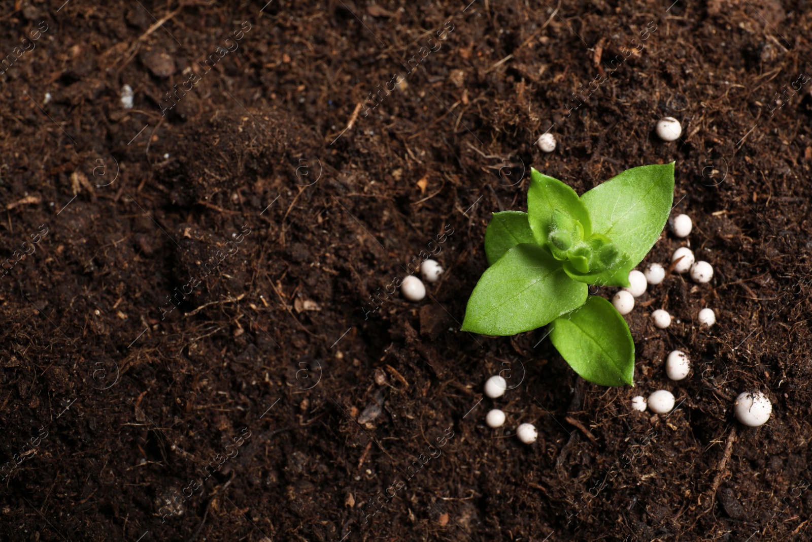 Photo of Fresh growing plant and fertilizer on soil, top view with space for text. Gardening time