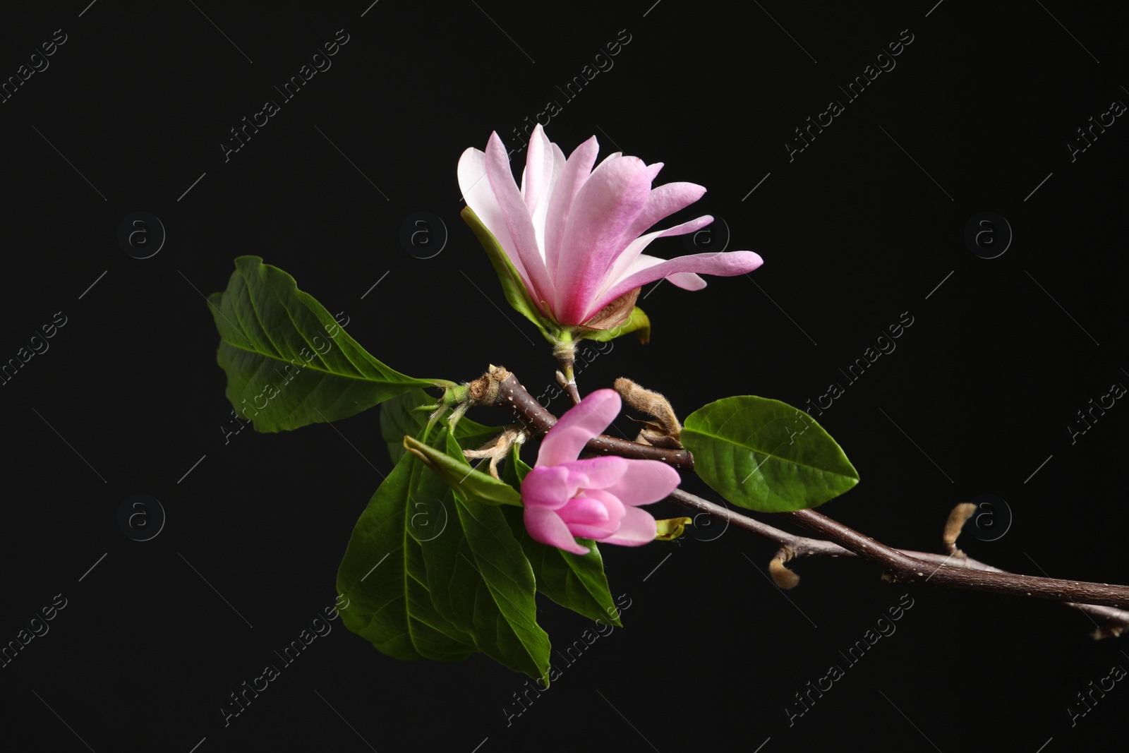 Photo of Magnolia tree branches with beautiful flowers on black background, closeup