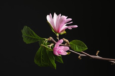 Magnolia tree branches with beautiful flowers on black background, closeup