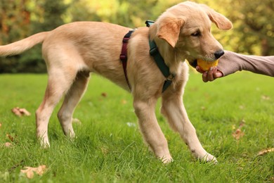 Woman playing with adorable Labrador Retriever puppy on green grass in park, closeup