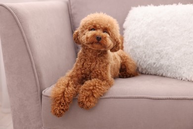 Photo of Cute Maltipoo dog resting on armchair. Lovely pet