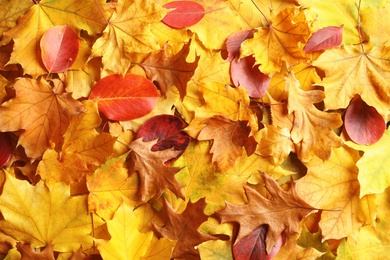 Many autumn leaves as background, top view