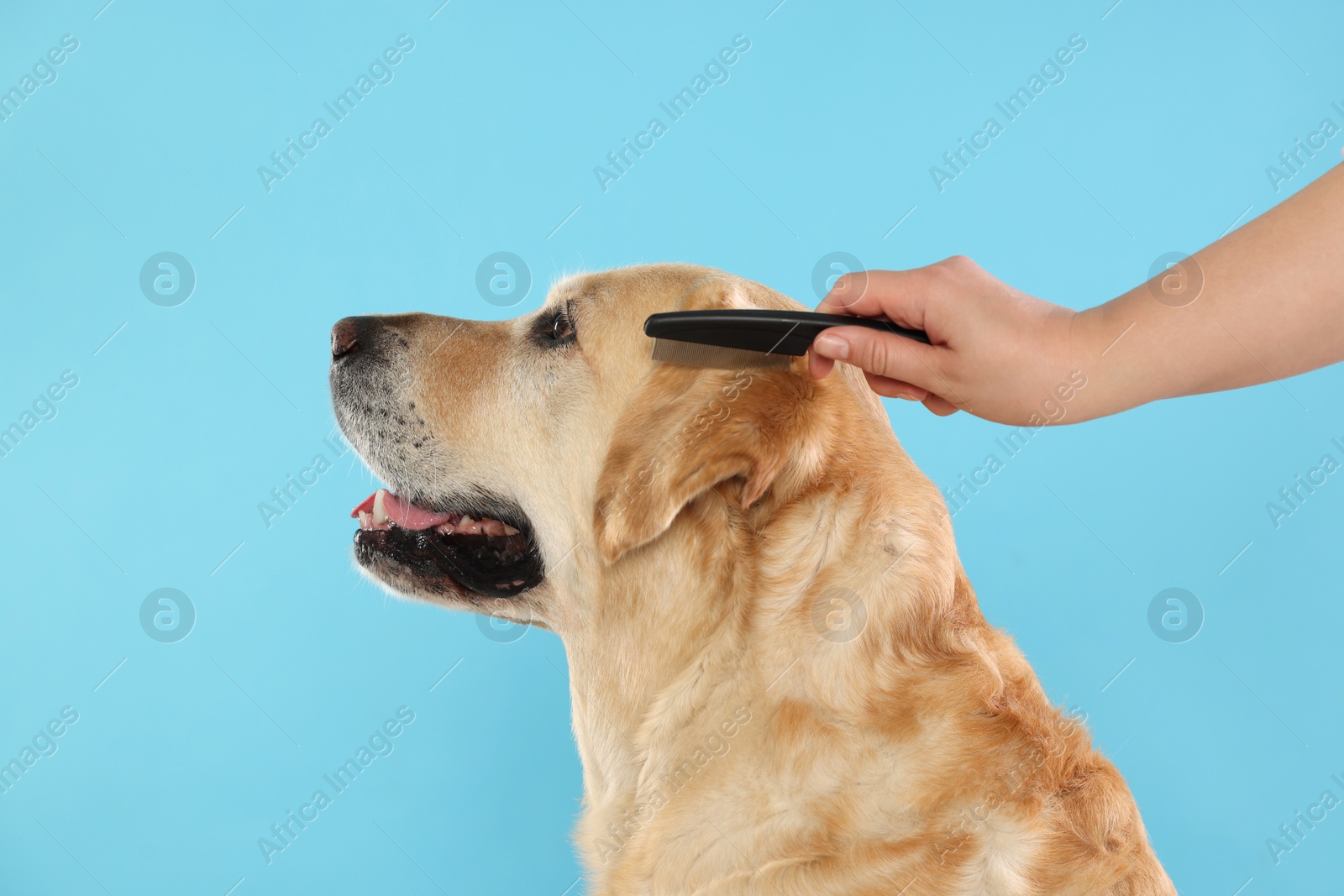 Photo of Woman brushing cute Labrador Retriever dog on light blue background, closeup