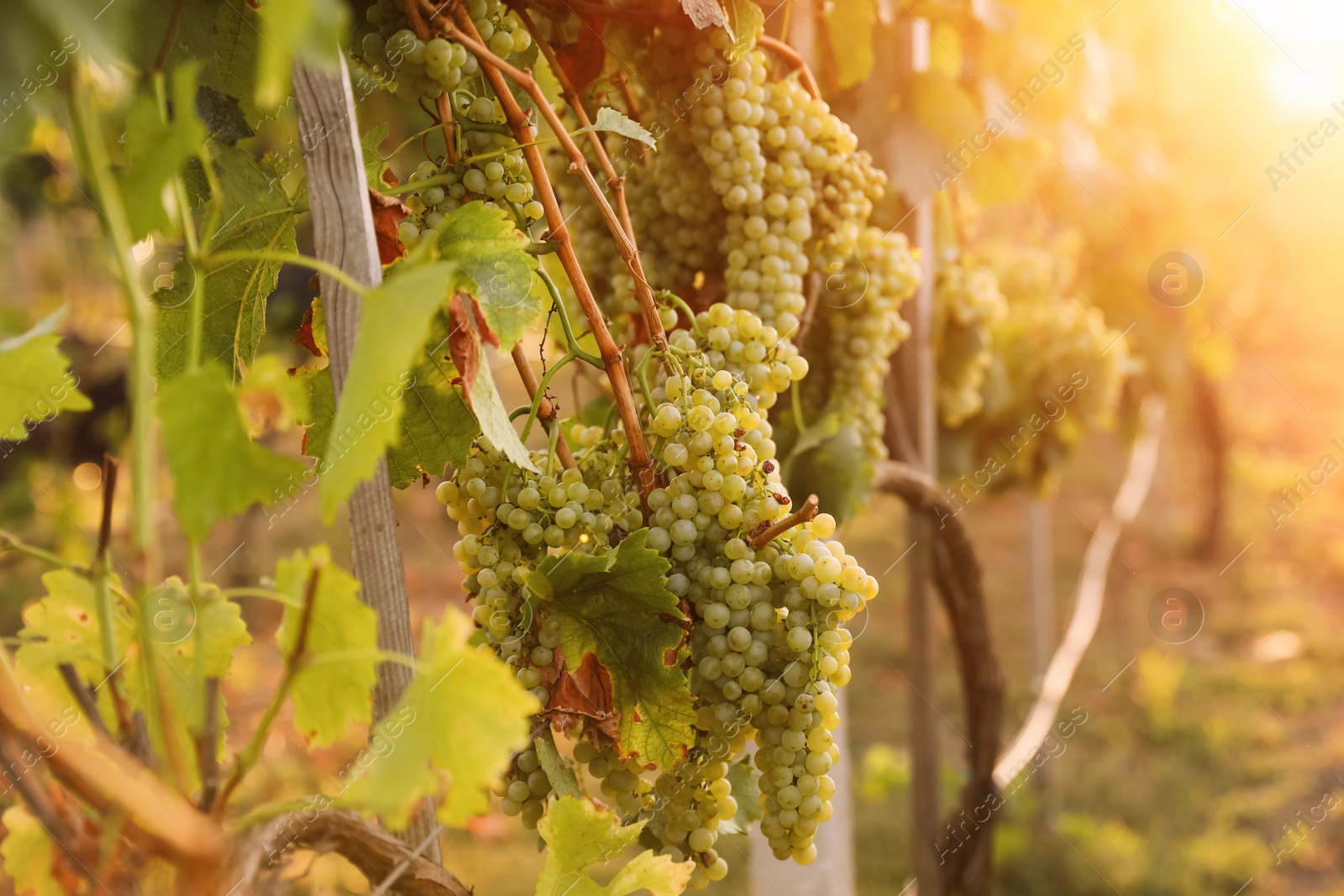 Photo of Delicious ripe grapes in vineyard. Harvest season