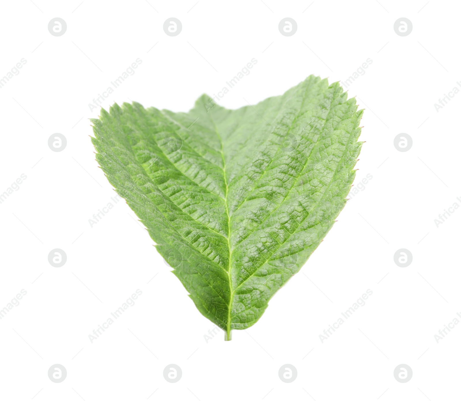 Photo of One green raspberry leaf isolated on white