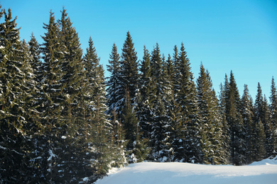 Picturesque view of snowy forest in winter