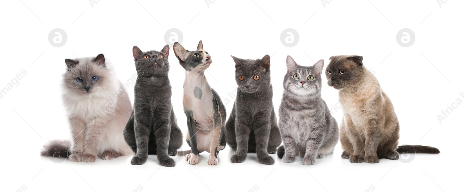 Image of Adorable cats on white background. Banner design