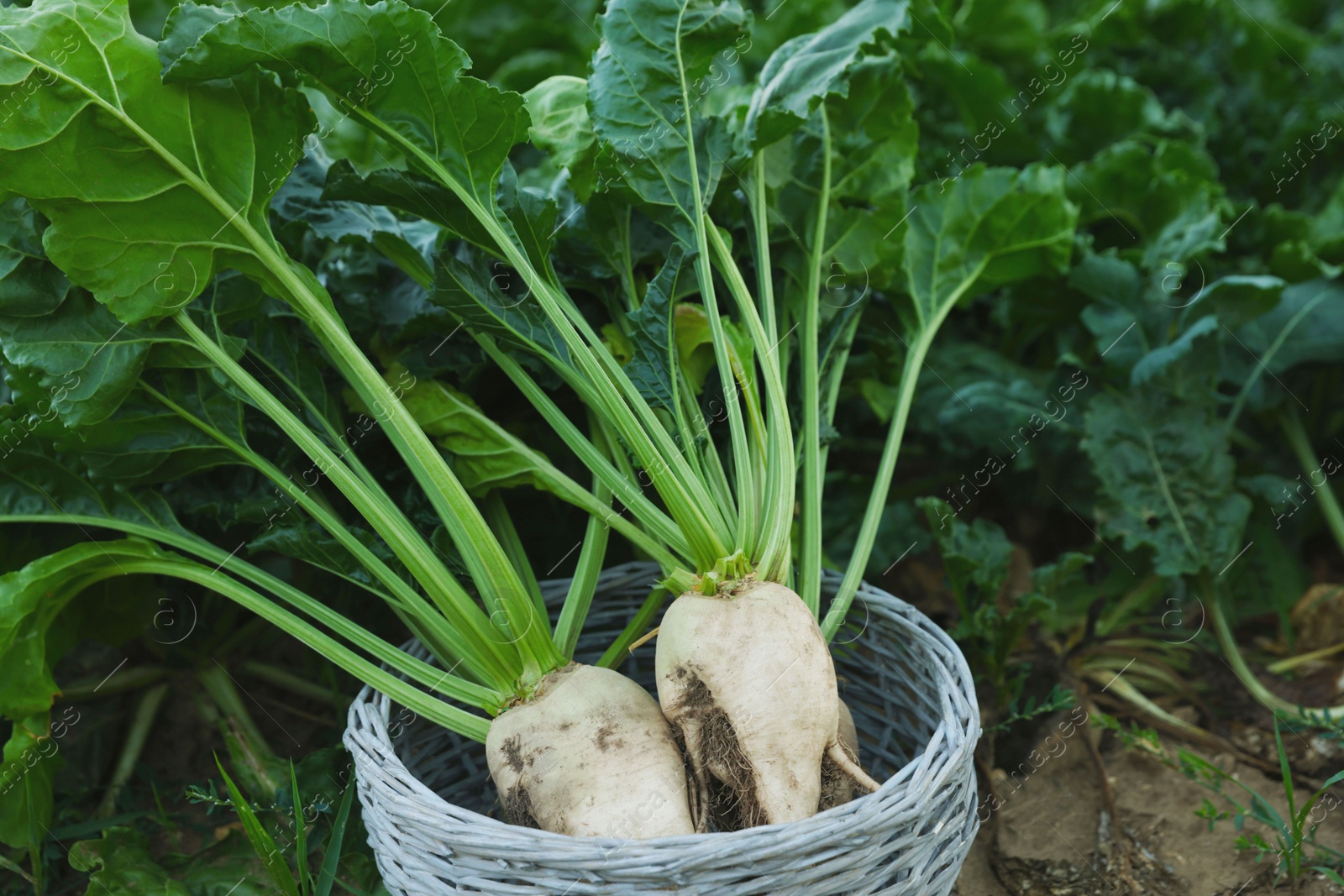 Photo of Fresh white beet plants in wicker basket outdoors, closeup