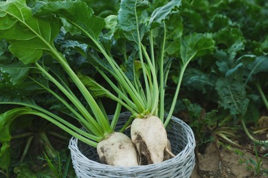 Photo of Fresh white beet plants in wicker basket outdoors, closeup