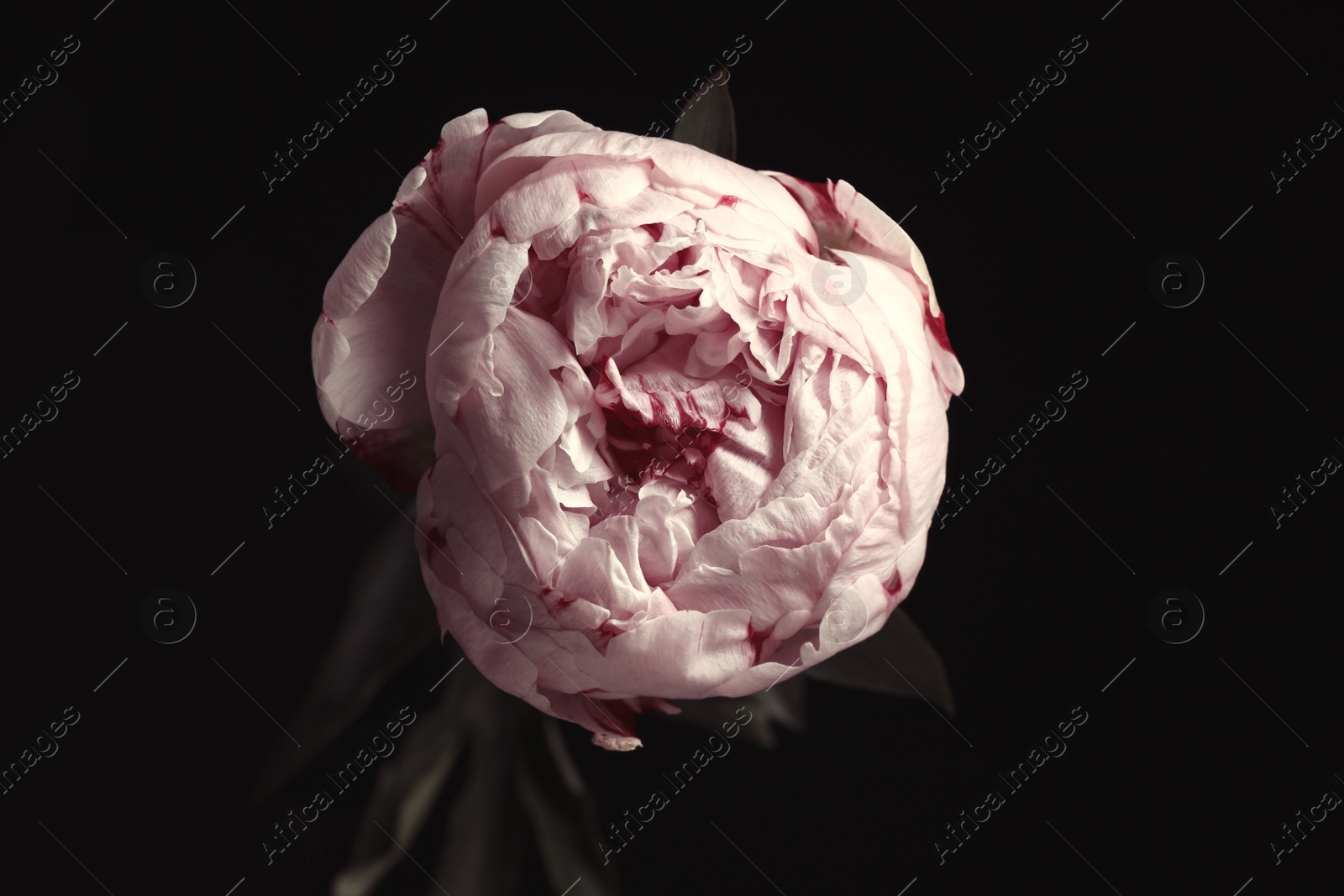 Photo of Beautiful fresh peony on black background. Floral card design with dark vintage effect