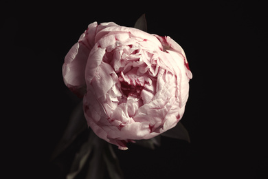 Beautiful fresh peony on black background. Floral card design with dark vintage effect