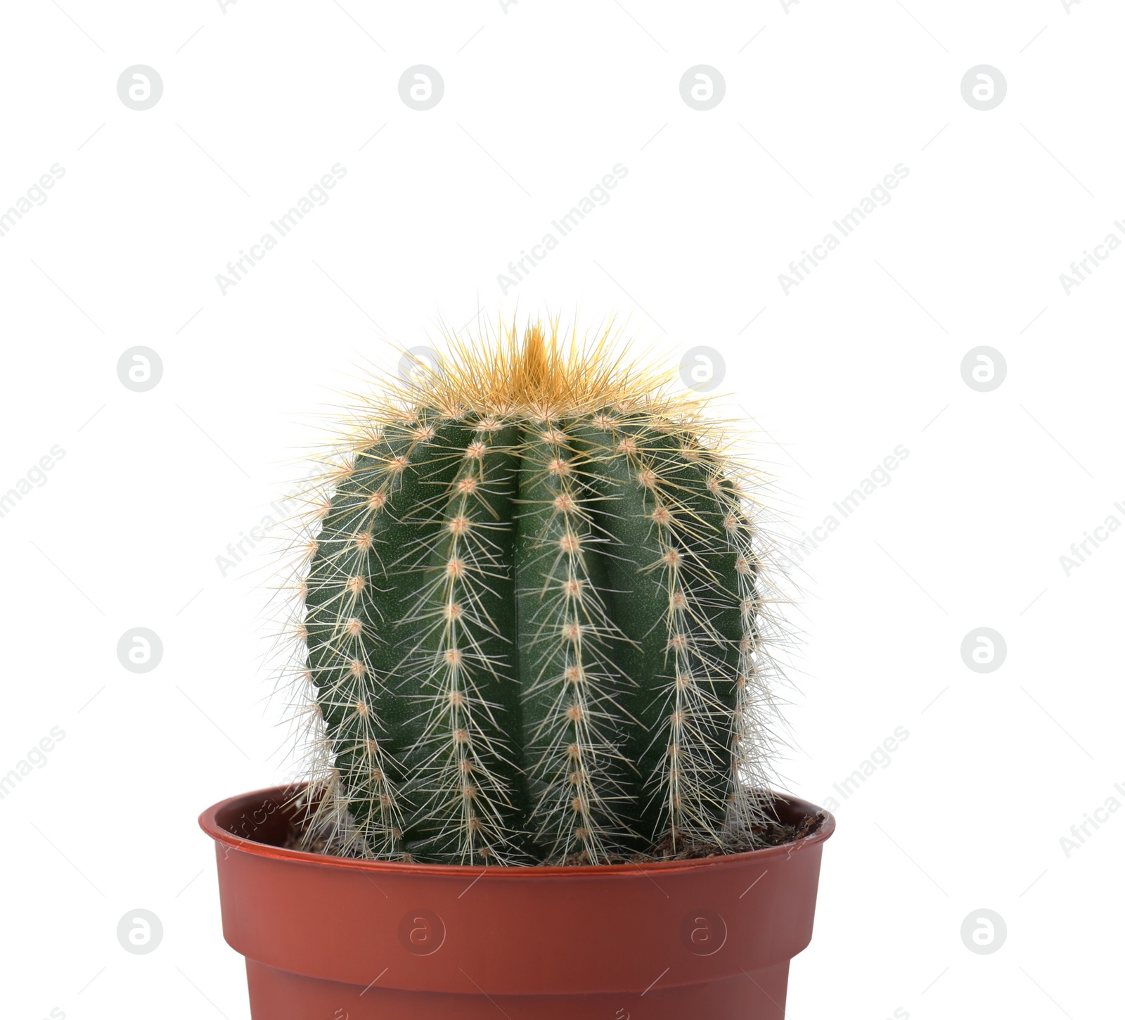 Photo of Beautiful green cactus in pot isolated on white. Tropical plant