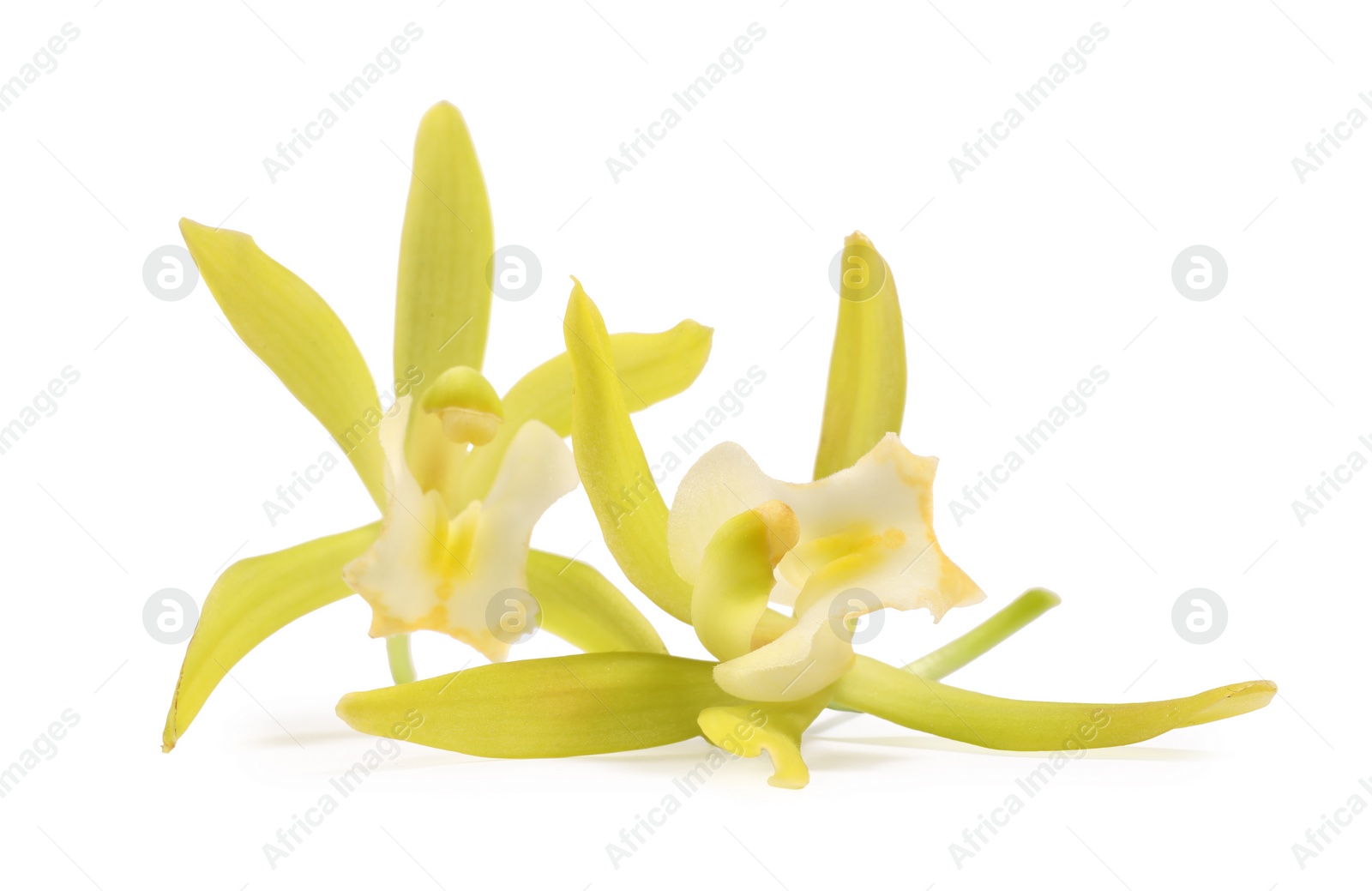 Photo of Yellow vanilla orchid flowers isolated on white