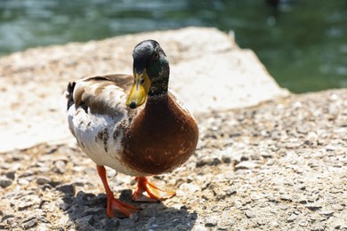 Cute duck standing outdoors on sunny day