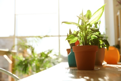 Photo of Beautiful growing home plants on wooden table indoors, space for text