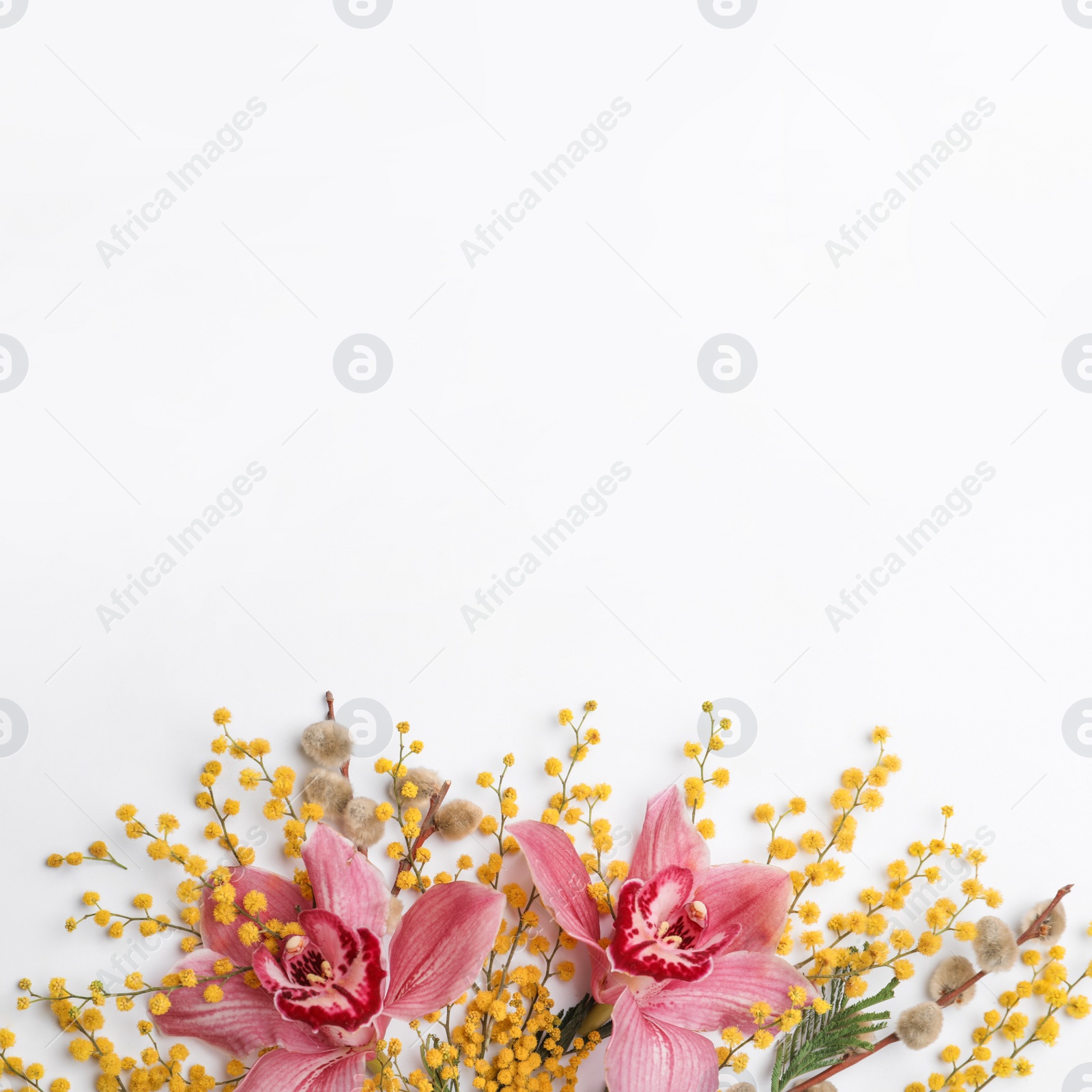 Photo of Beautiful floral composition with mimosa flowers on white background, flat lay. Space for text