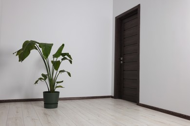 Photo of Empty renovated room with potted houseplant and black door