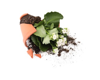 Photo of Broken terracotta flower pot with soil and kalanchoe plant on white background