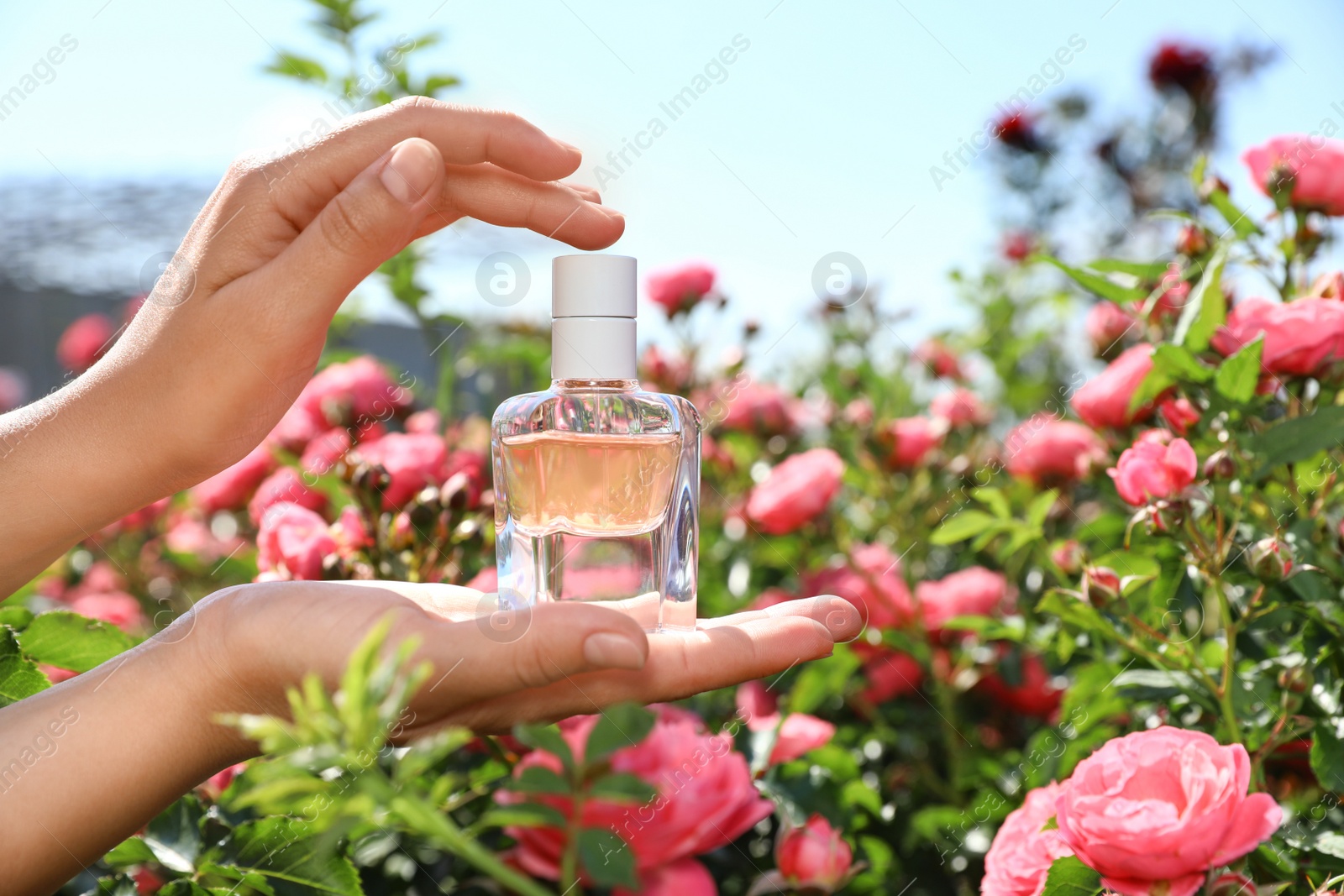 Photo of Woman holding bottle of luxury rose perfume among flowers in blooming garden, closeup. Space for text