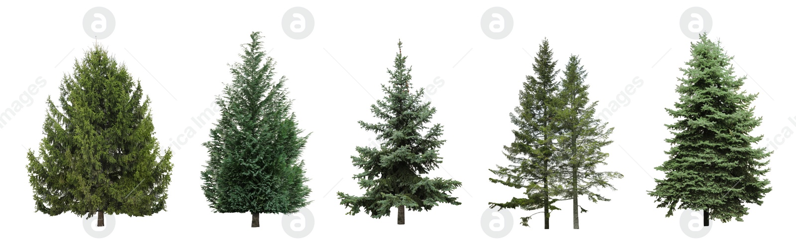 Image of Beautiful evergreen fir trees on white background, collage. Banner design