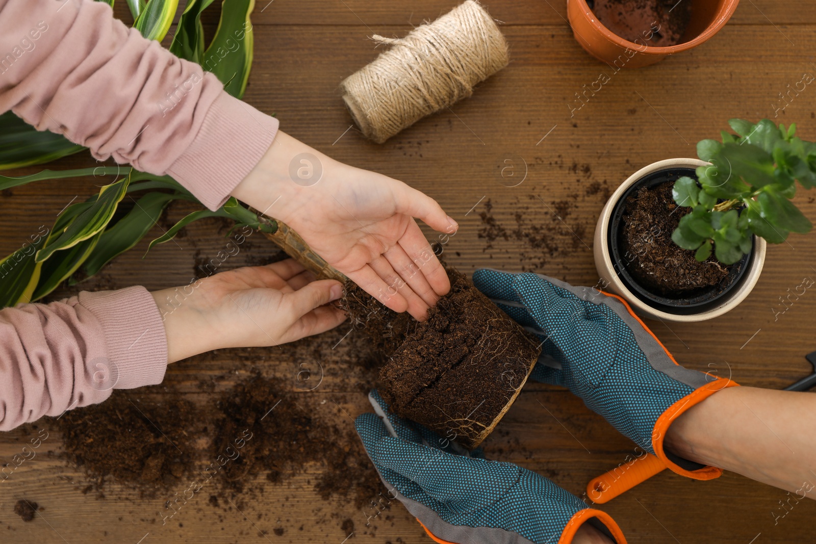 Photo of Mother and daughter taking care of plant at wooden table, top view. Home activity